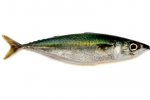 cavala.jpg