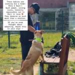 Kiwior e Claudia Redheaded visitam centro de recolha de animais e apelam à adoção